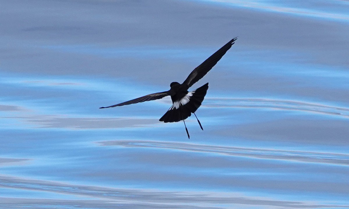 Elliot's Storm-Petrel - ML643016218