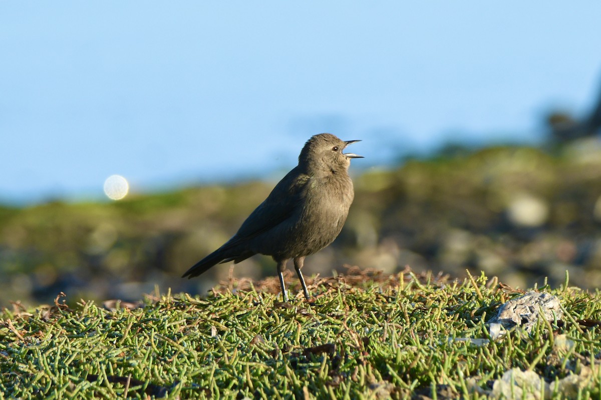 Brewer's Blackbird - ML643016221