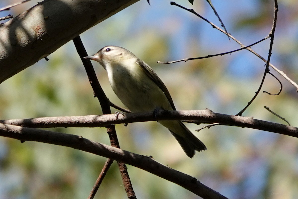 Warbling Vireo - ML643016224