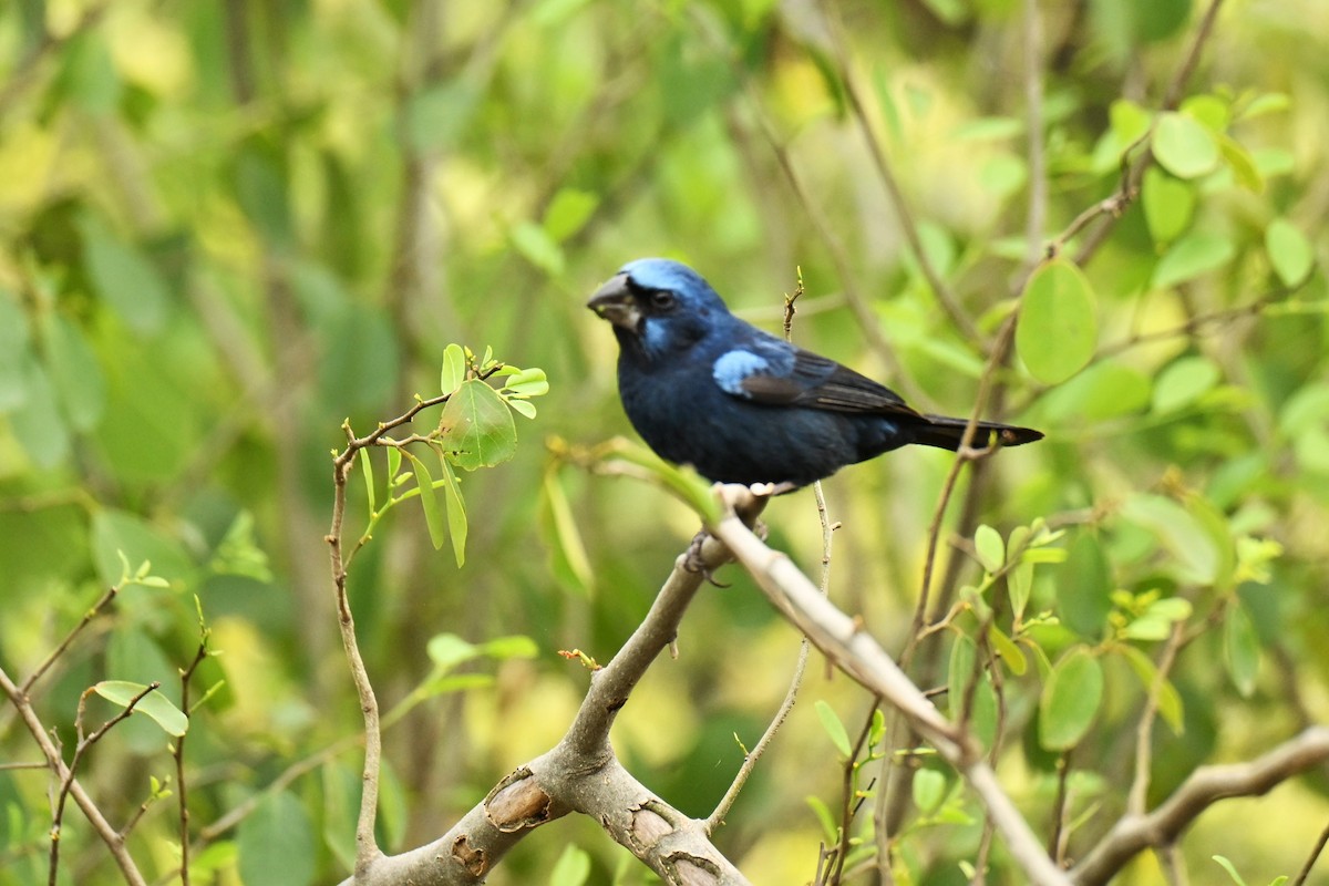 Ultramarine Grosbeak - ML643016225