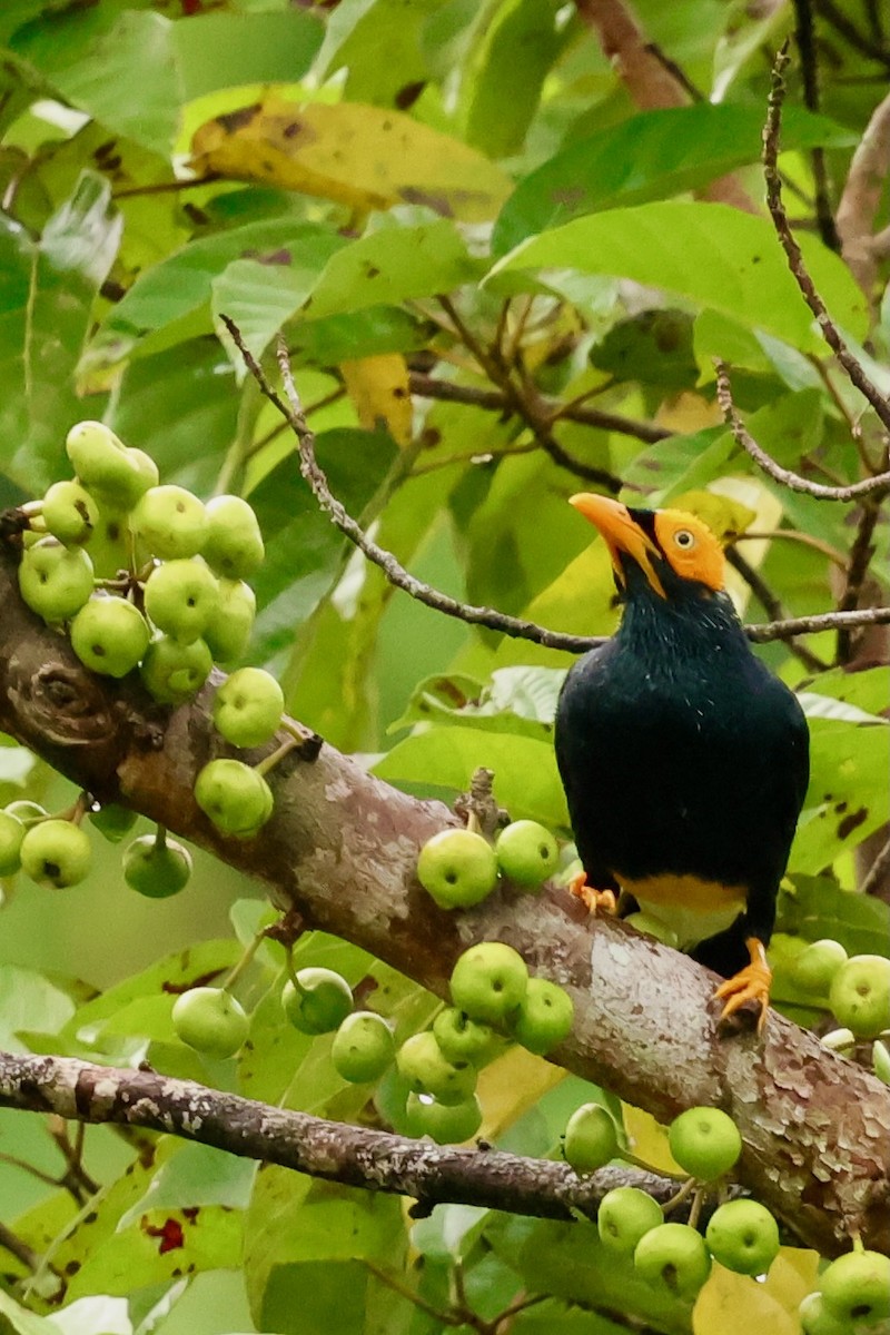 Yellow-faced Myna - ML643016230