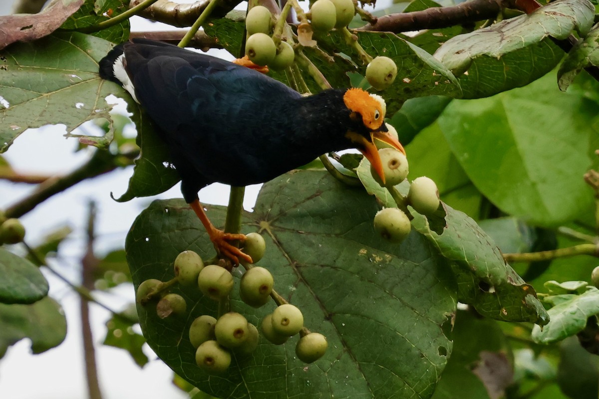 Yellow-faced Myna - ML643016233