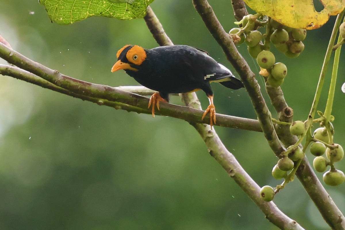 Yellow-faced Myna - ML643016234