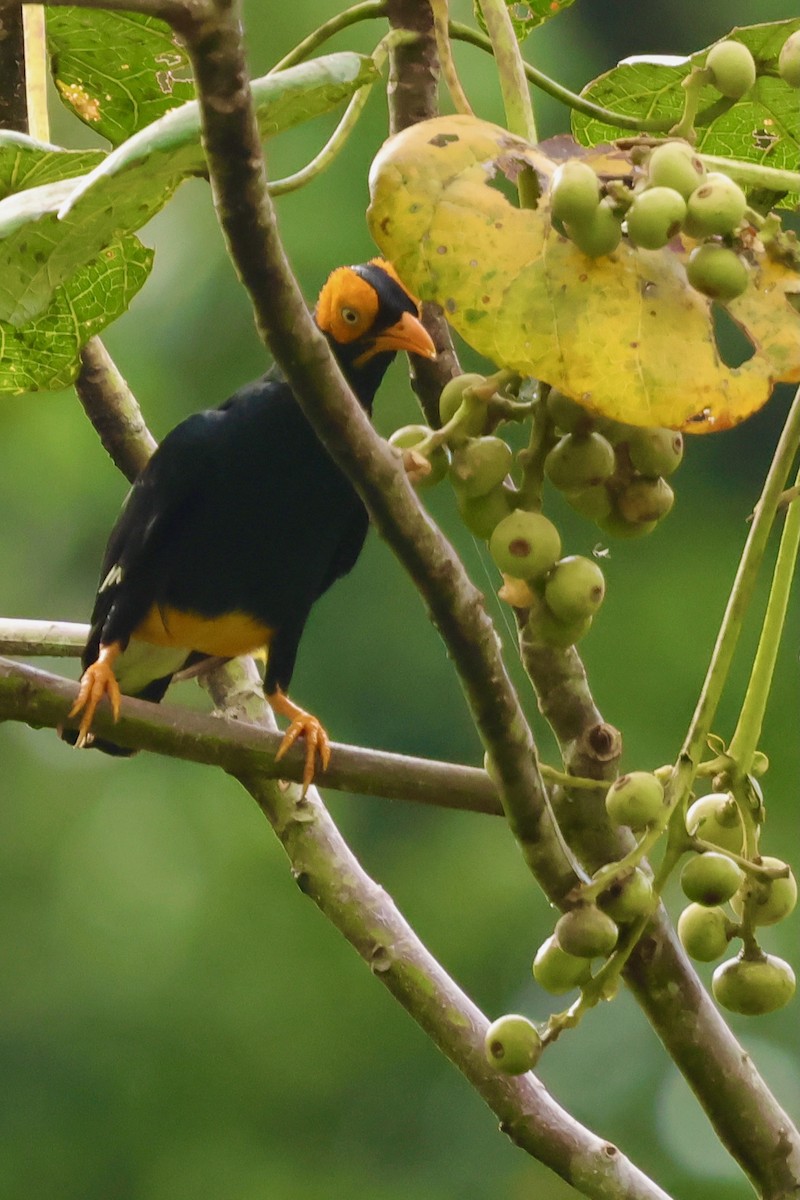 Yellow-faced Myna - ML643016235