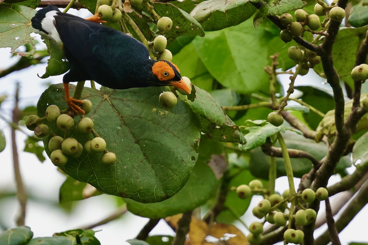 Yellow-faced Myna - ML643016236