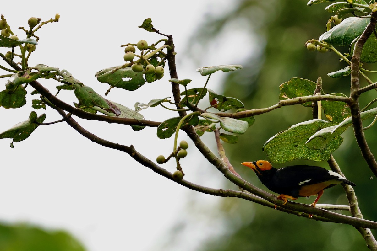 Yellow-faced Myna - ML643016237