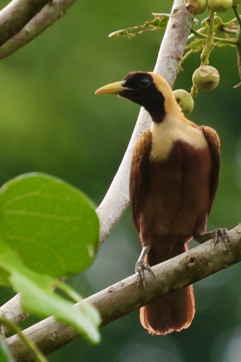 Red Bird-of-Paradise - ML643016239