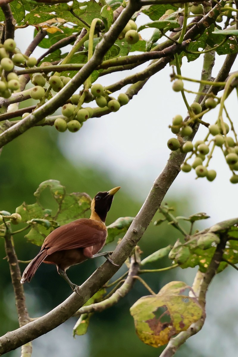 Red Bird-of-Paradise - ML643016240