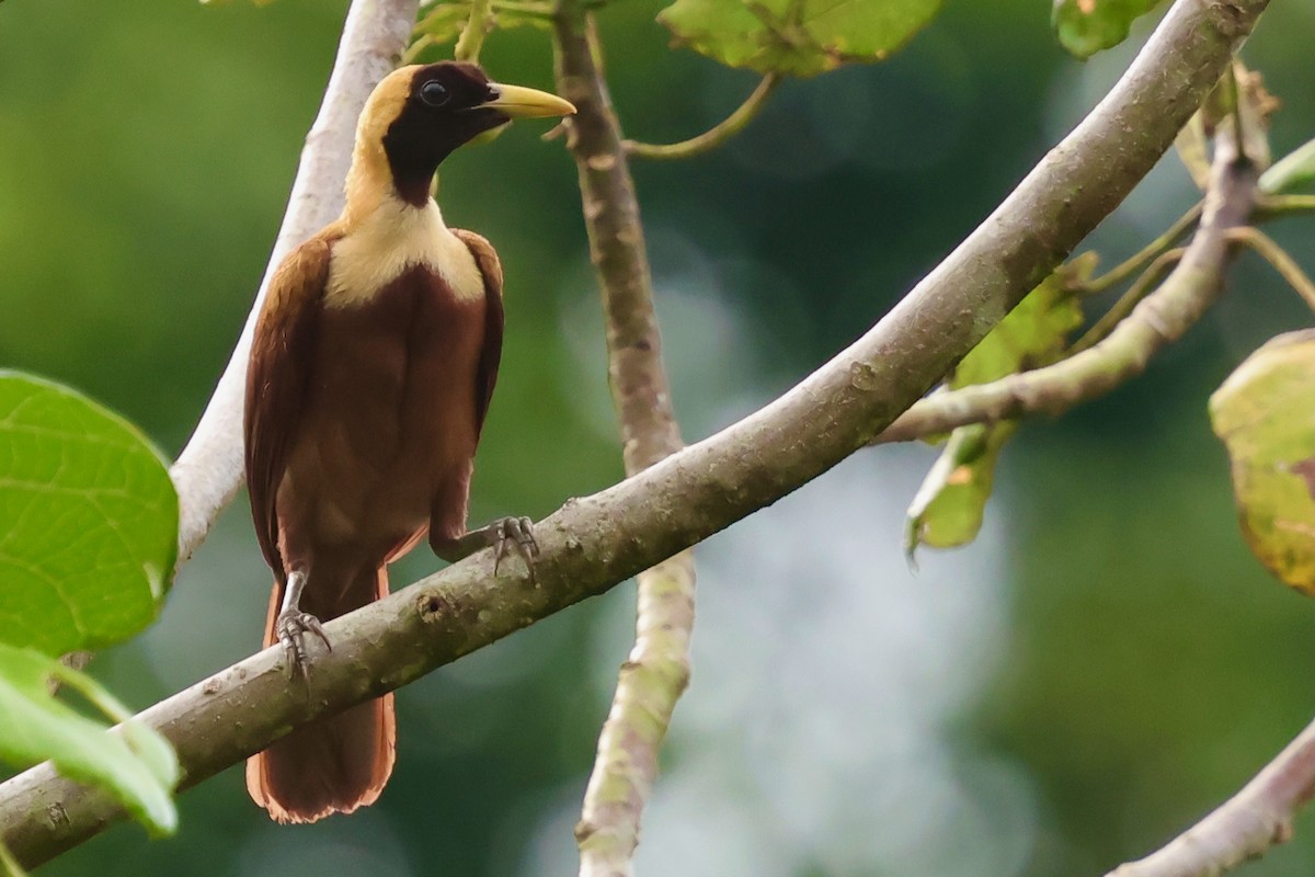Red Bird-of-Paradise - ML643016241