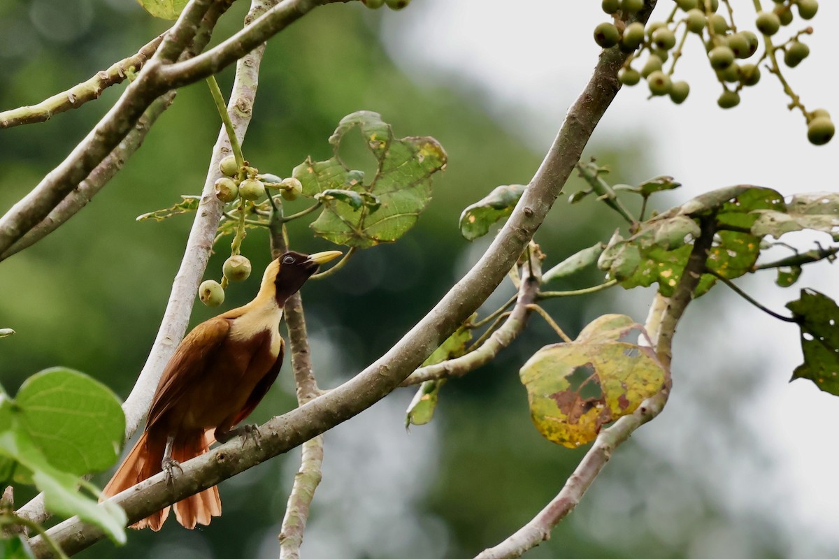 Red Bird-of-Paradise - ML643016242
