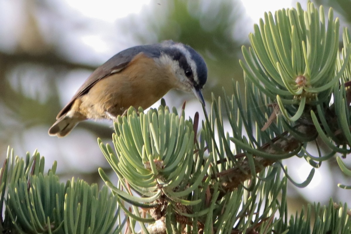 Red-breasted Nuthatch - ML643016247