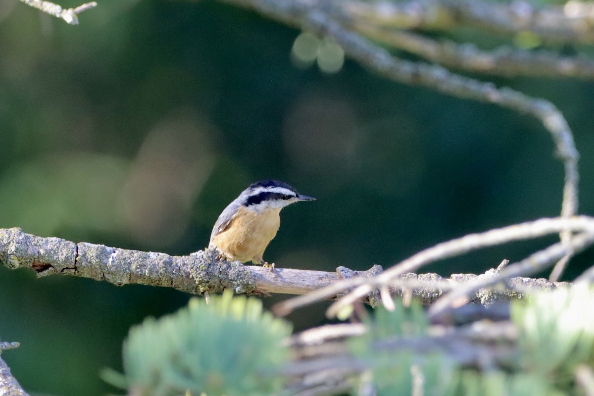 Red-breasted Nuthatch - ML643016248