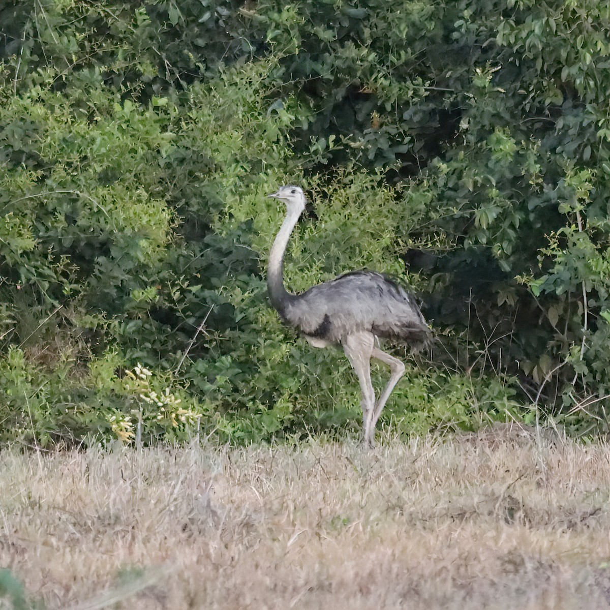 Greater Rhea - ML643016251