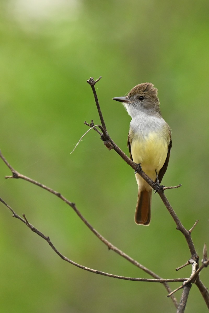 Rufous Casiornis - ML643016253