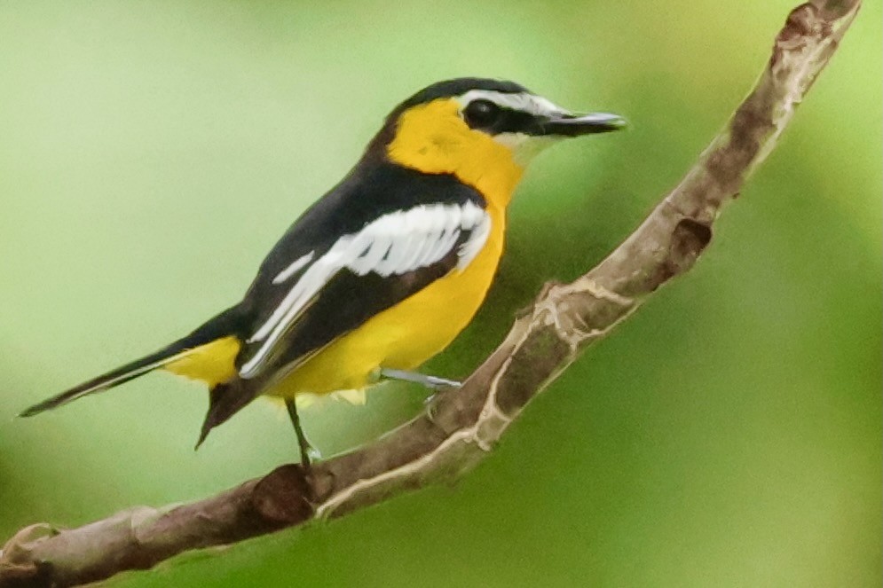 Yellow-breasted Boatbill - ML643016266
