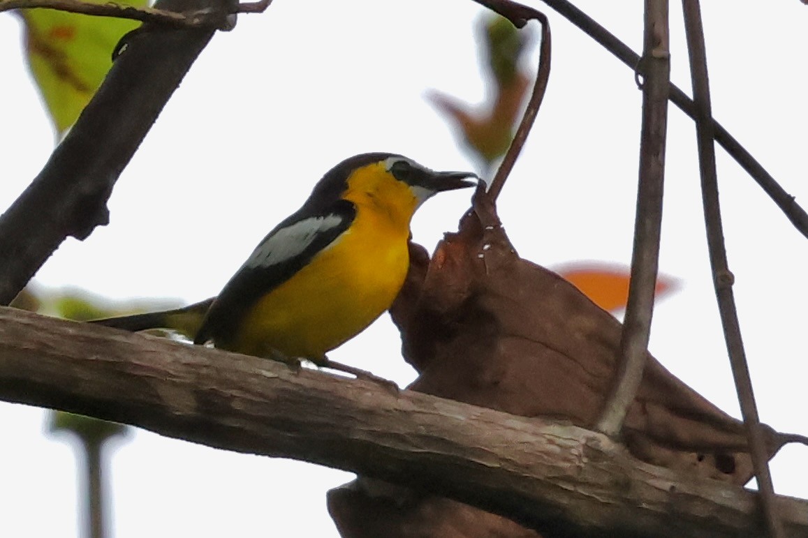 Yellow-breasted Boatbill - ML643016267