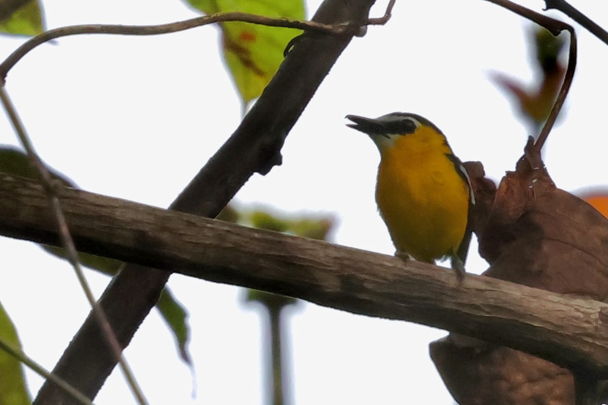 Yellow-breasted Boatbill - ML643016268