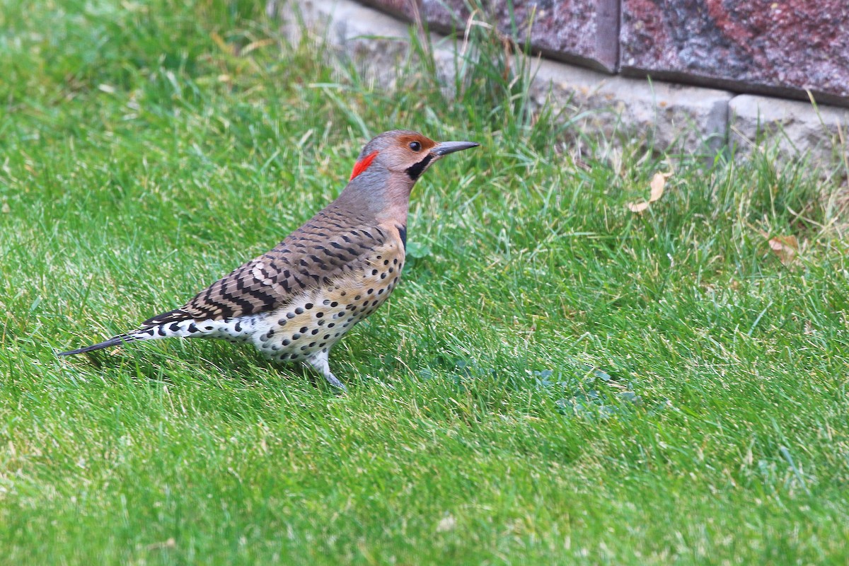 Northern Flicker (Yellow-shafted) - ML643016274