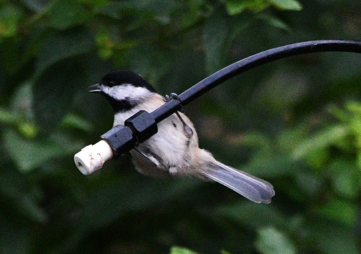 Mésange de Caroline - ML643016285