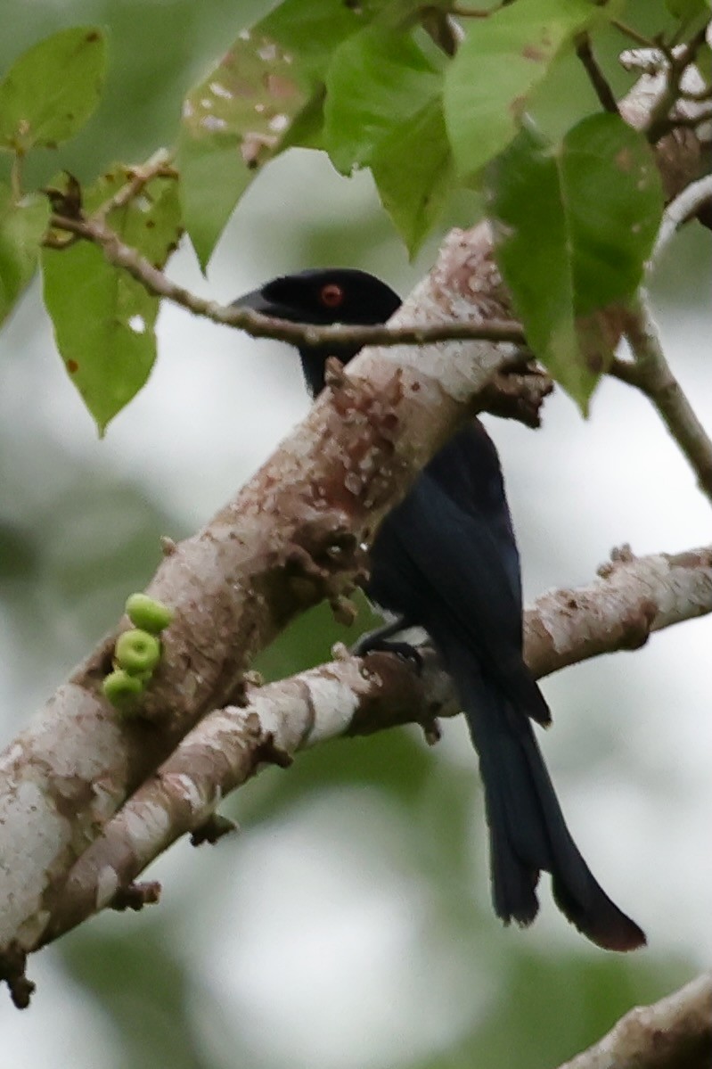 Drongo pailleté (carbonarius) - ML643016286