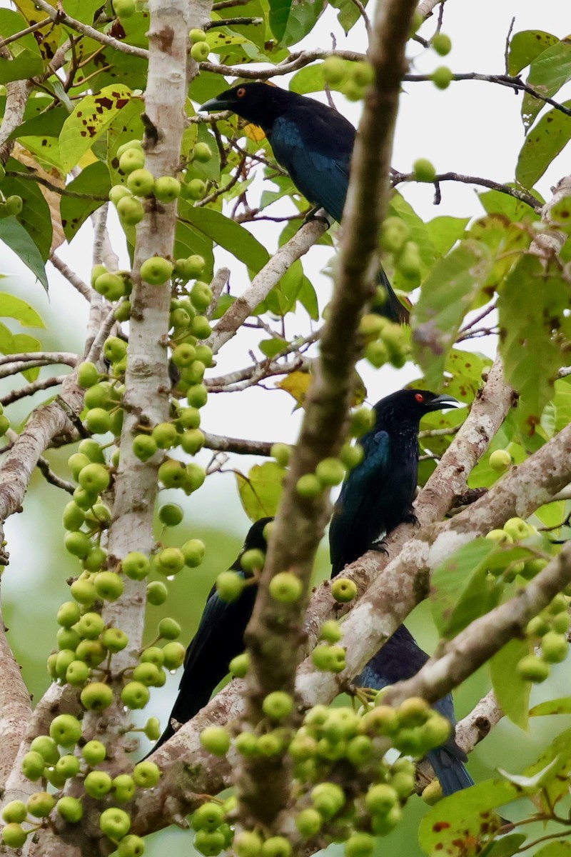Drongo pailleté (carbonarius) - ML643016287