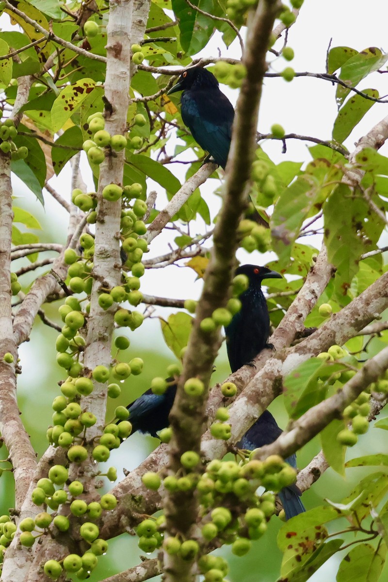 Drongo pailleté (carbonarius) - ML643016288