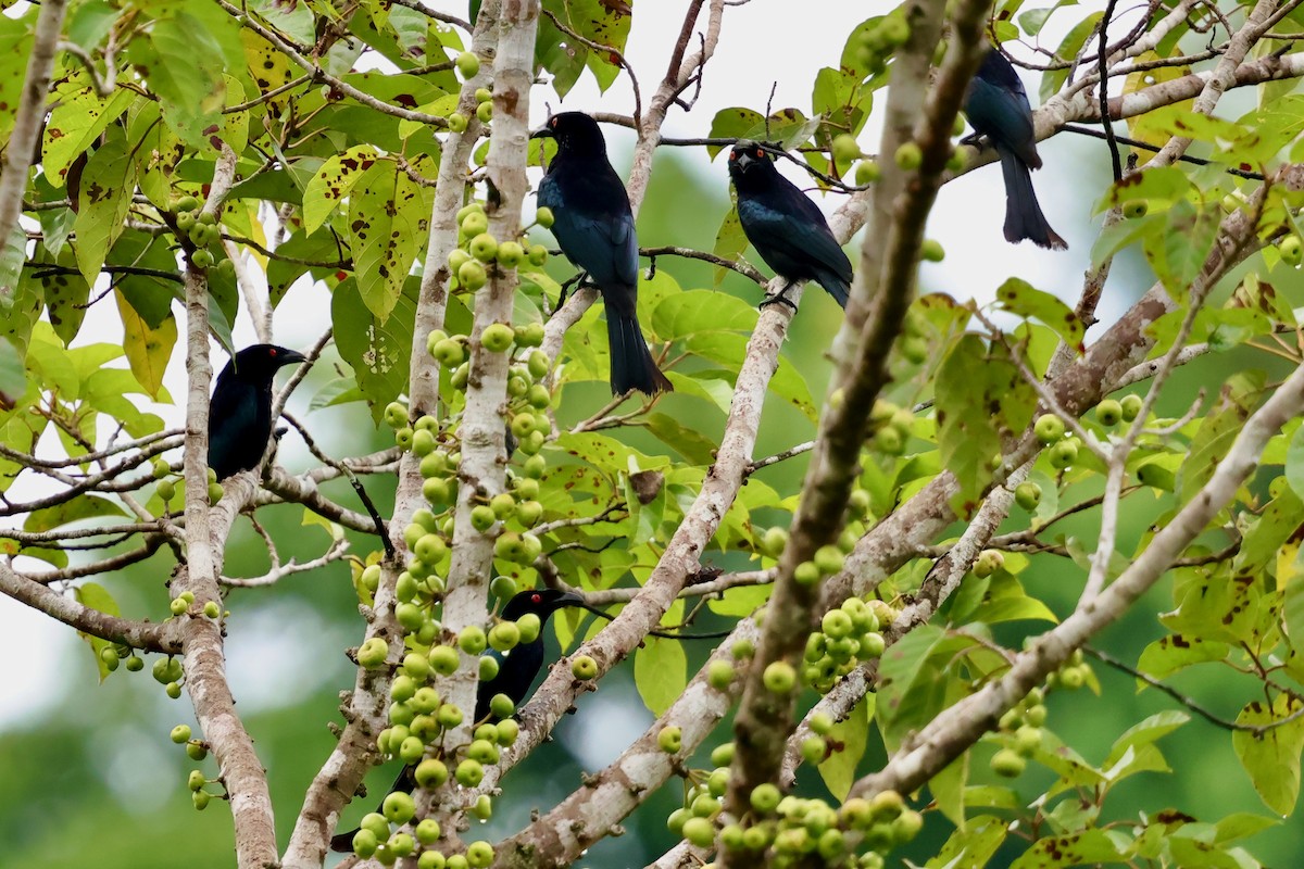 Drongo pailleté (carbonarius) - ML643016289
