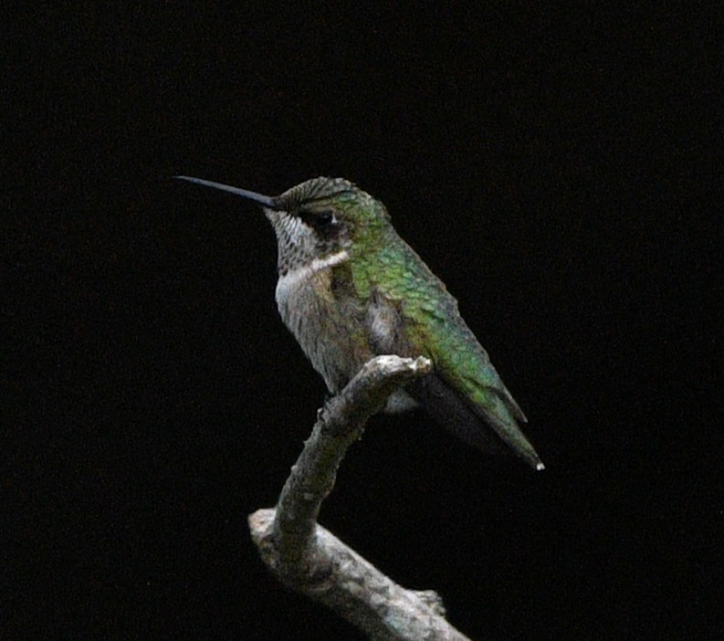 Colibri à gorge rubis - ML643016305