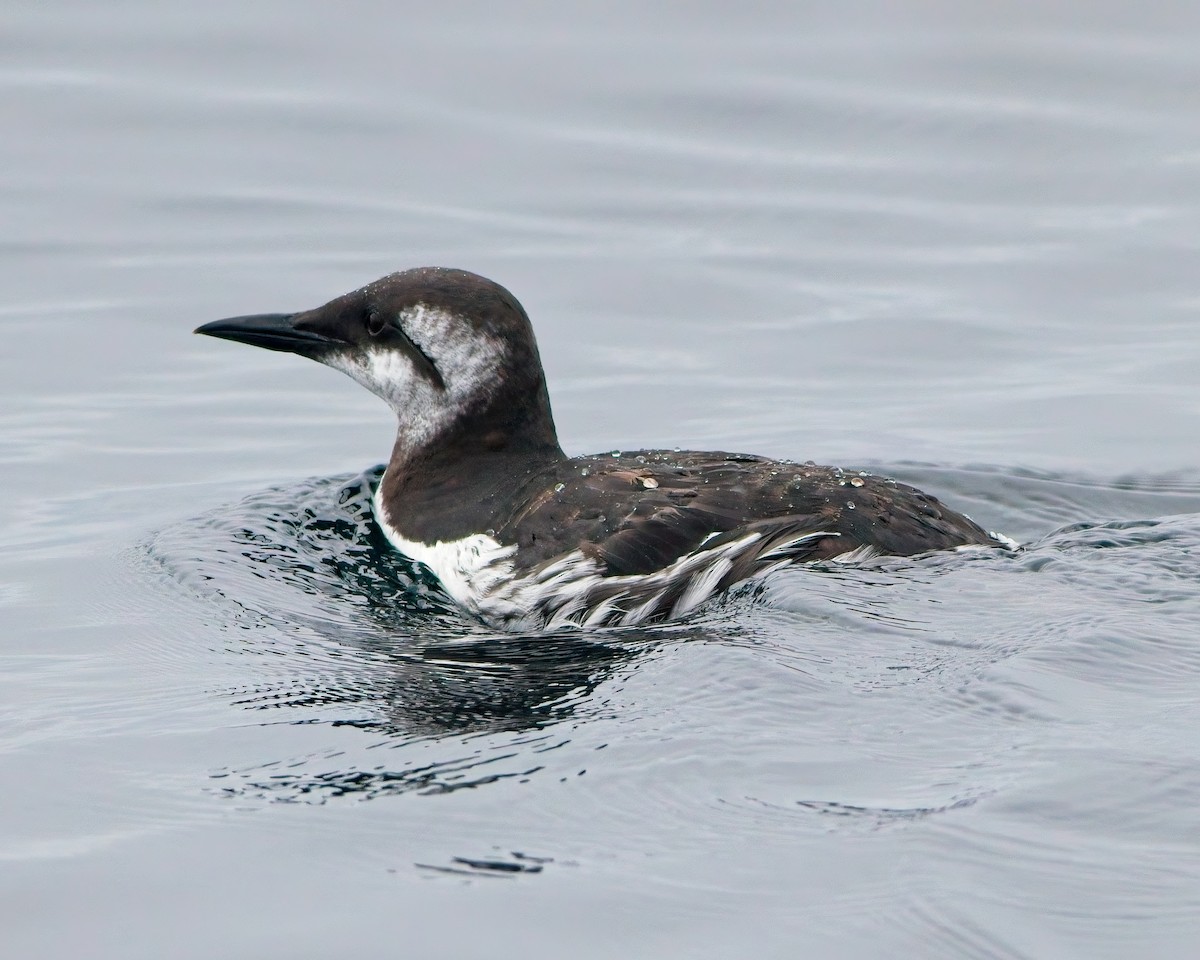 Guillemot marmette - ML643016306