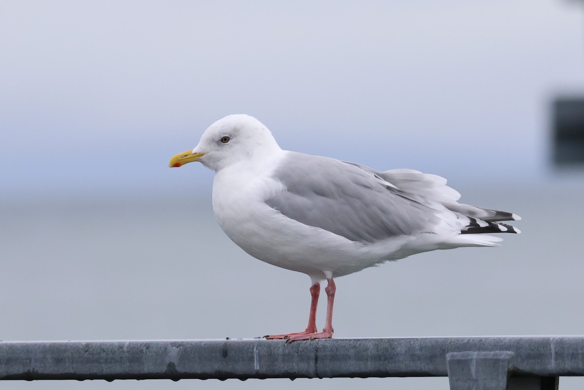 Goéland arctique - ML643016308