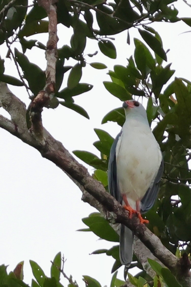 Gray-headed Goshawk - ML643016327