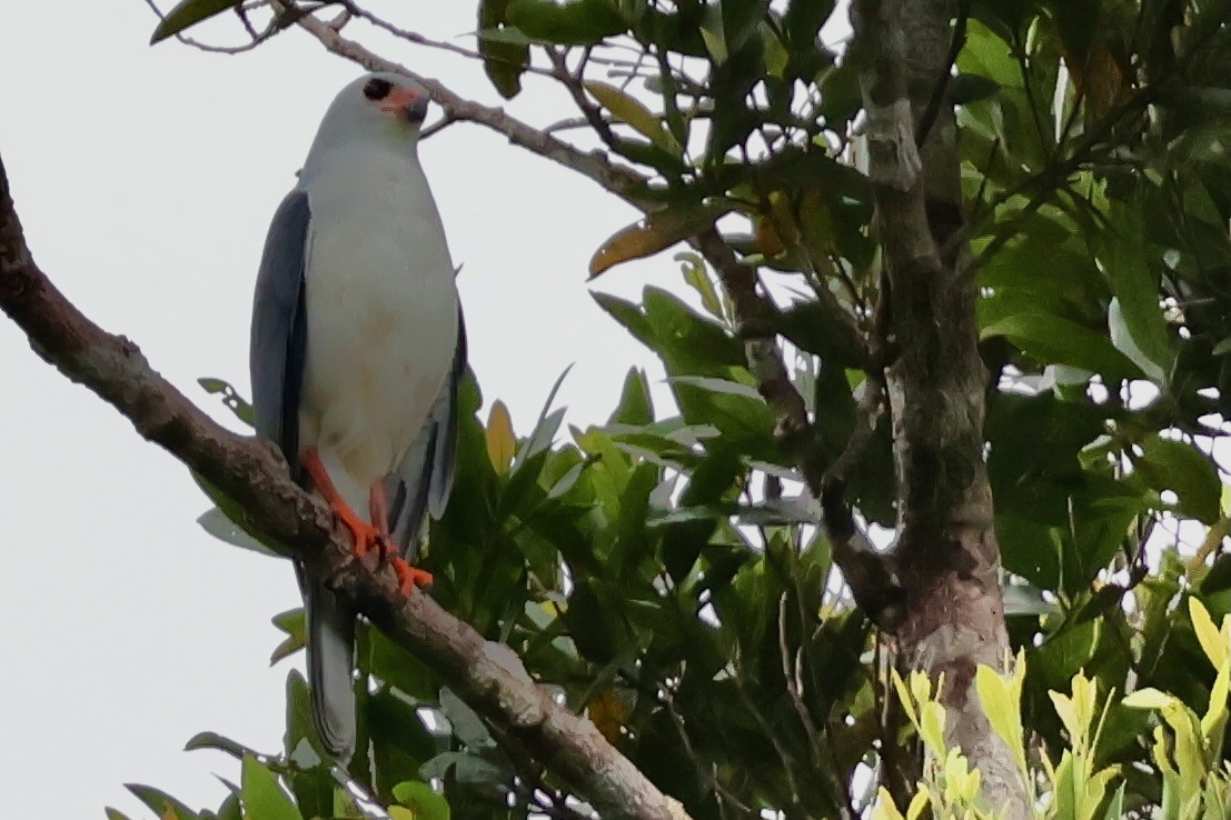Gray-headed Goshawk - ML643016328