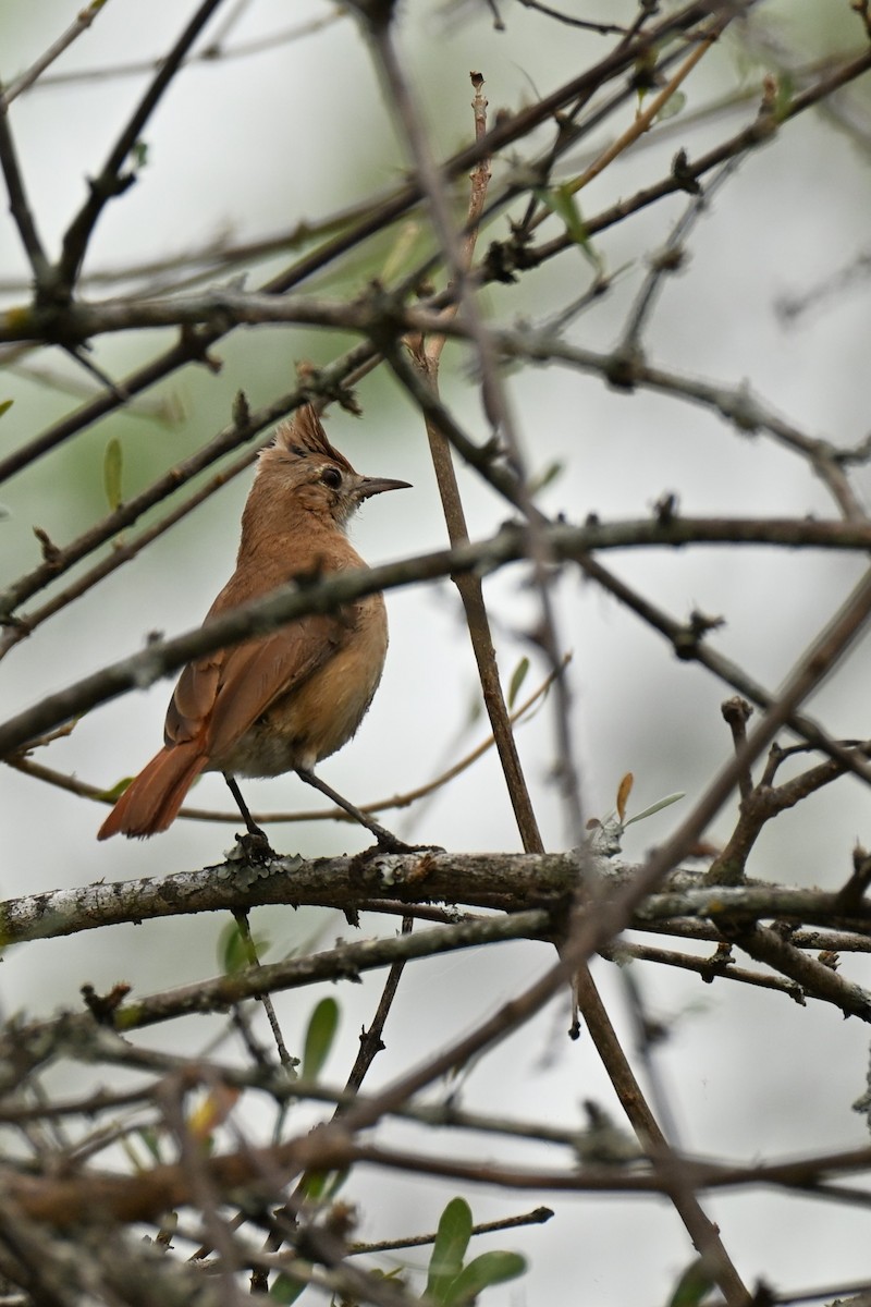 Crested Hornero - ML643016341