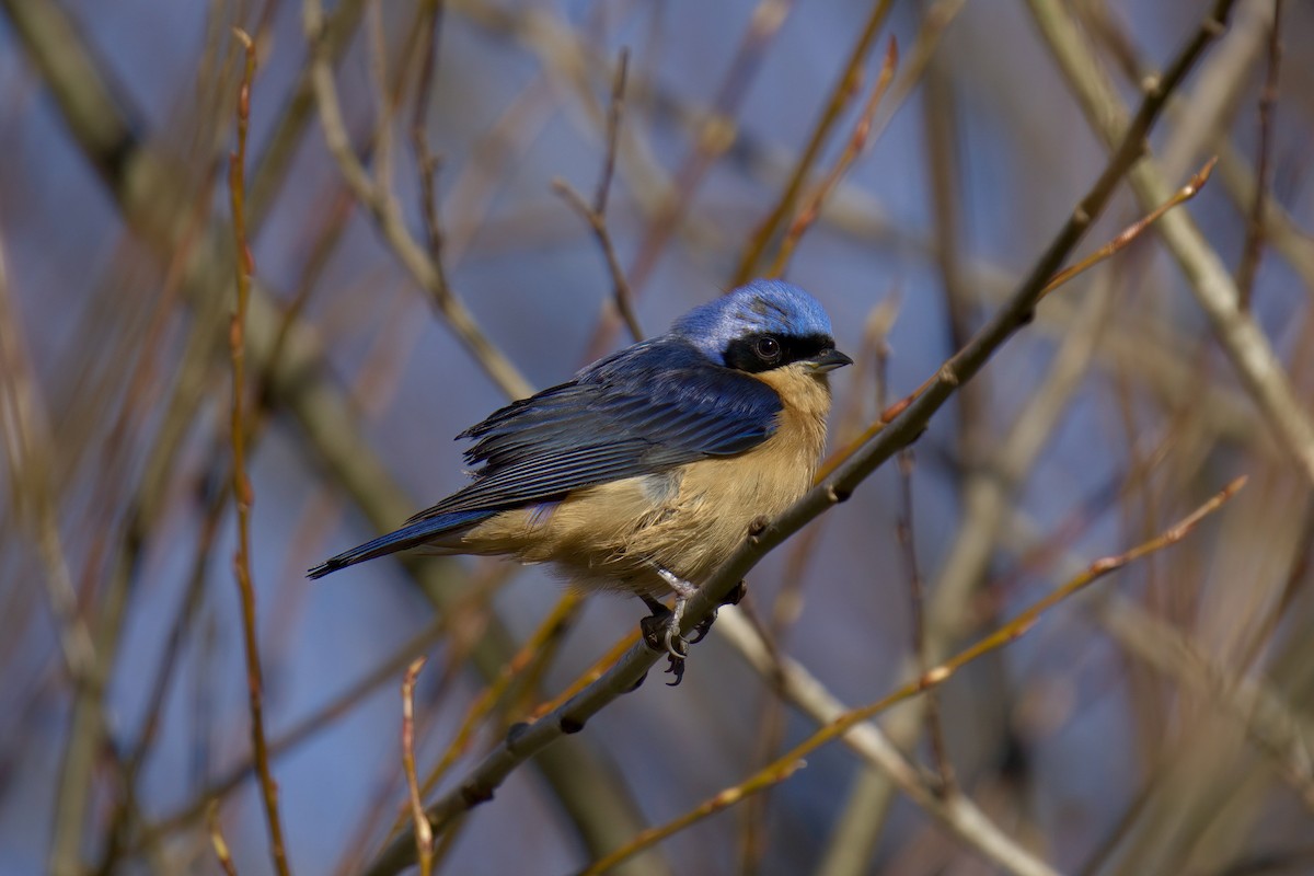 Fawn-breasted Tanager - ML643016344