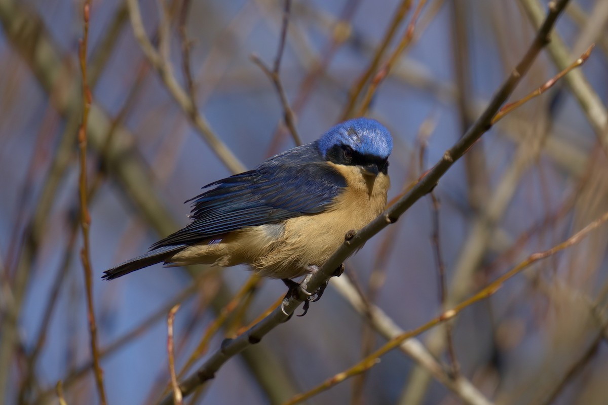 Fawn-breasted Tanager - ML643016345