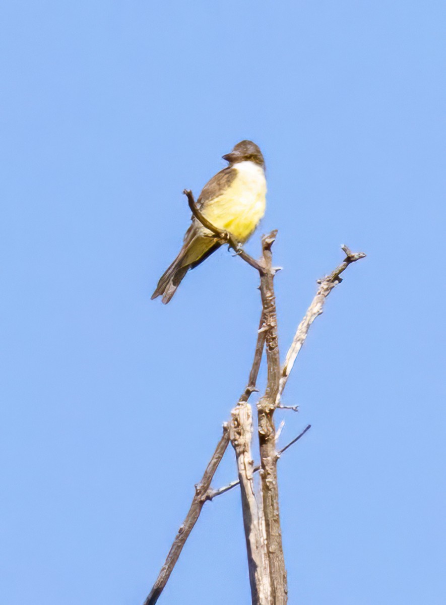 Thick-billed Kingbird - ML643016353