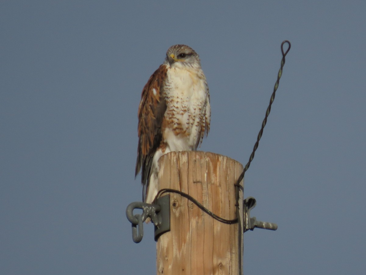 Ferruginous Hawk - ML643016355