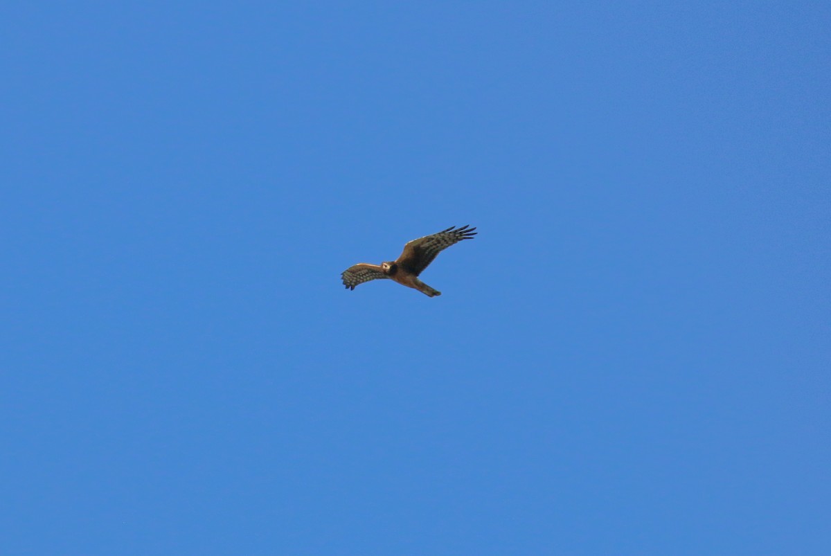 Northern Harrier - ML643016356
