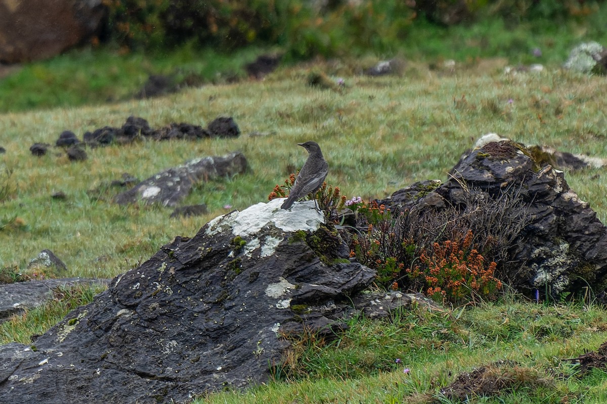 Ring Ouzel - ML643016361