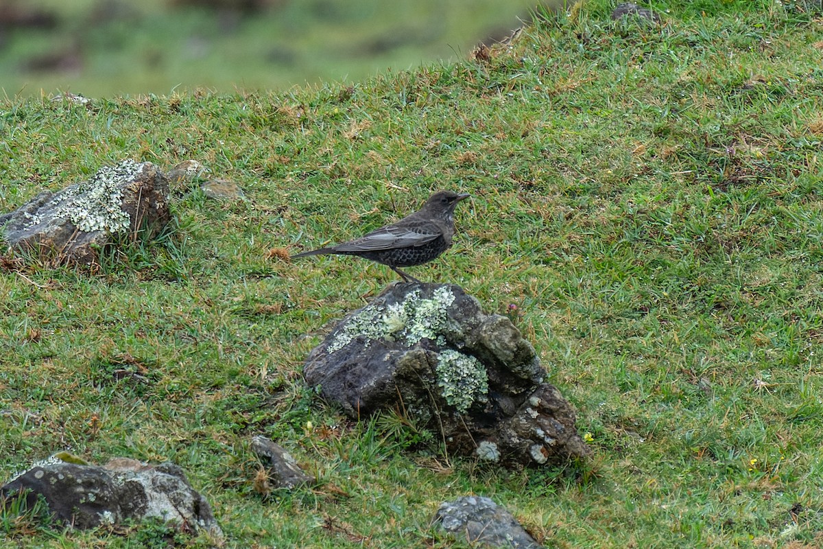 Ring Ouzel - ML643016362
