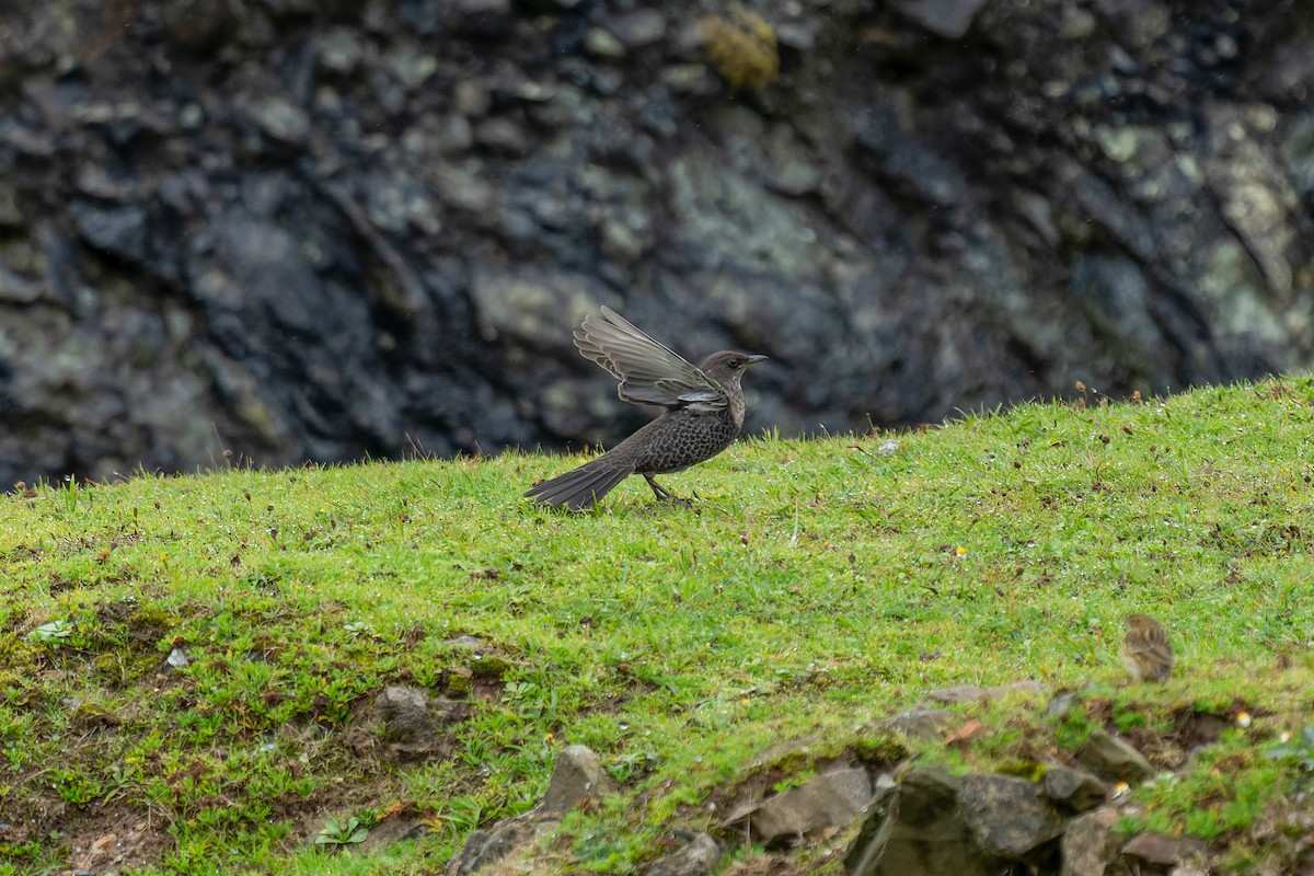 Ring Ouzel - ML643016363