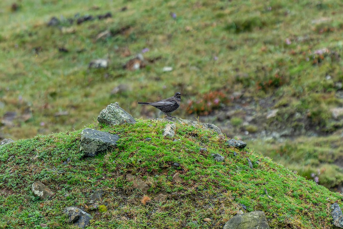 Ring Ouzel - ML643016364