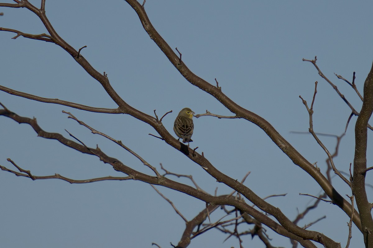 Grassland Yellow-Finch - ML643016377