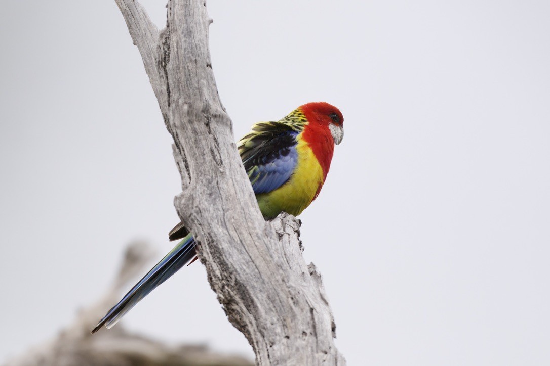 Eastern Rosella - ML643016379