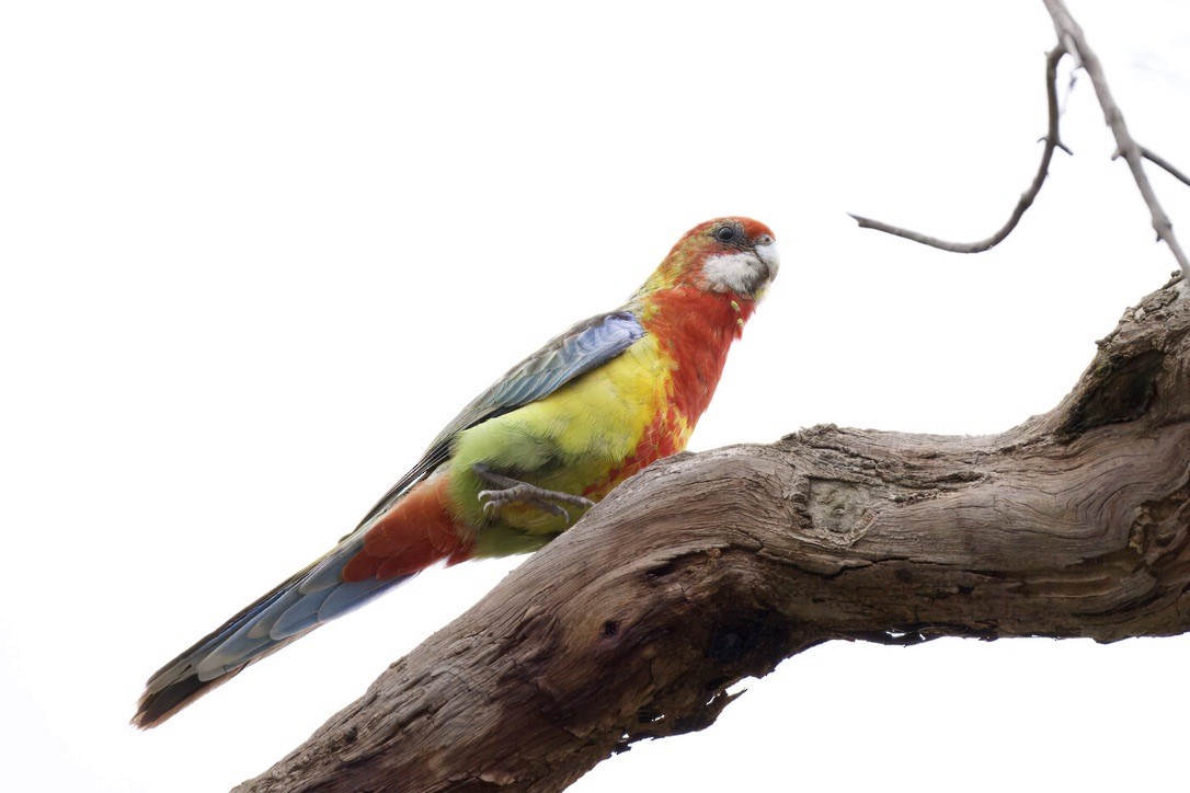 Eastern Rosella - ML643016382