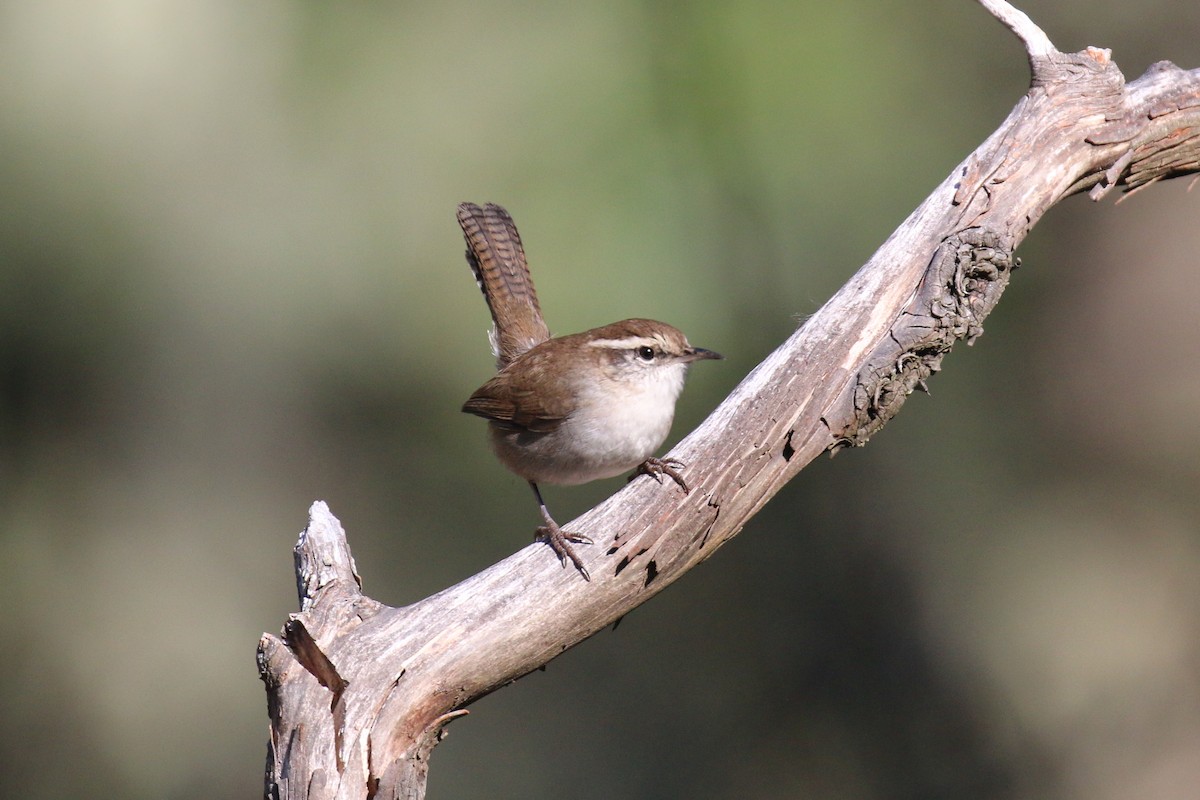 Bewick's Wren - ML643016383