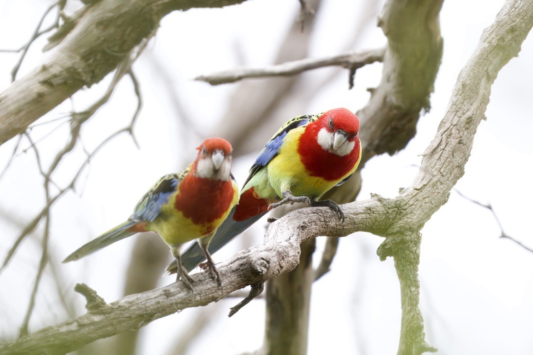 Eastern Rosella - ML643016384