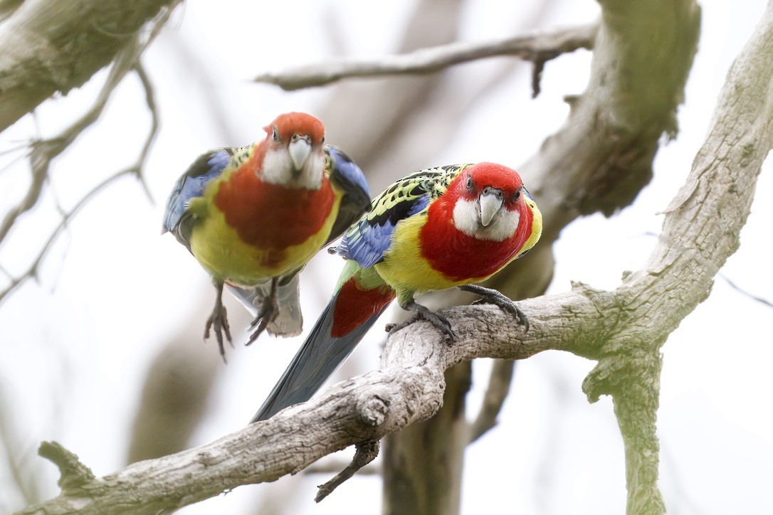 Eastern Rosella - ML643016386