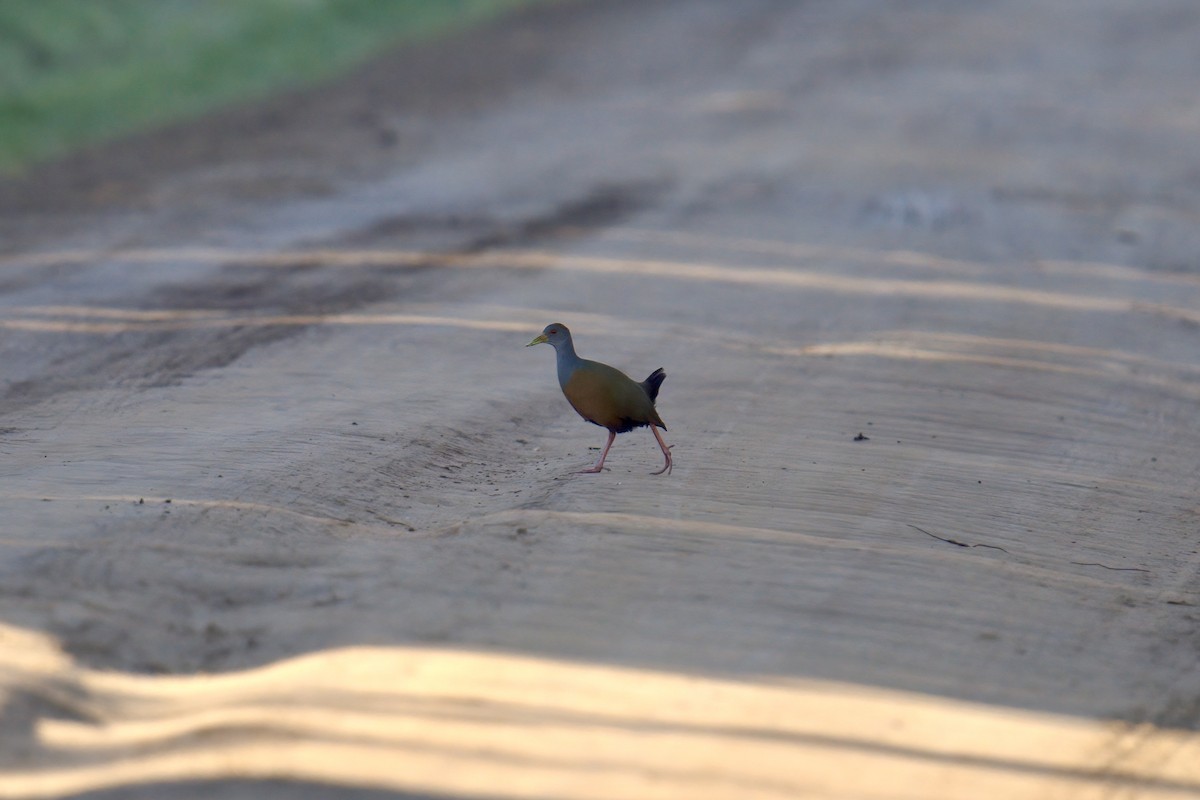 Gray-cowled Wood-Rail - ML643016387