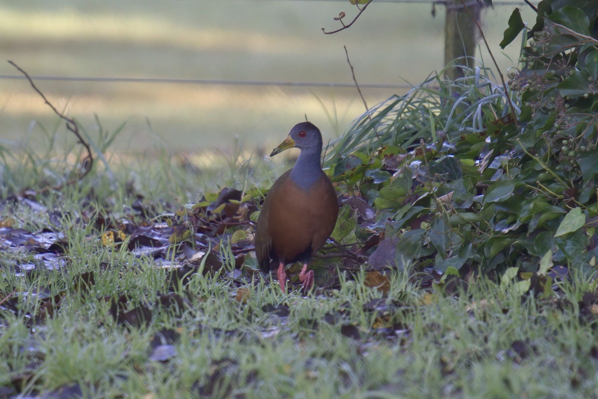 Gray-cowled Wood-Rail - ML643016389
